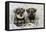 Schnauzer Puppies Sitting in Paper Shreddings-null-Framed Stretched Canvas