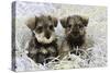 Schnauzer Puppies Sitting in Paper Shreddings-null-Stretched Canvas