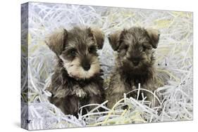 Schnauzer Puppies Sitting in Paper Shreddings-null-Stretched Canvas