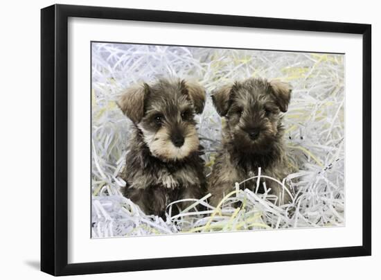 Schnauzer Puppies Sitting in Paper Shreddings-null-Framed Premium Photographic Print