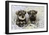 Schnauzer Puppies Sitting in Paper Shreddings-null-Framed Premium Photographic Print