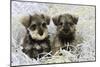 Schnauzer Puppies Sitting in Paper Shreddings-null-Mounted Premium Photographic Print