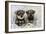 Schnauzer Puppies Sitting in Paper Shreddings-null-Framed Photographic Print