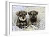 Schnauzer Puppies Sitting in Paper Shreddings-null-Framed Photographic Print