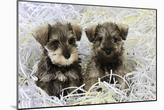 Schnauzer Puppies Sitting in Paper Shreddings-null-Mounted Photographic Print