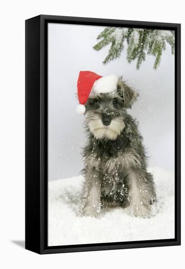 Schnauzer Puppy in Snow Wearing Hat-null-Framed Stretched Canvas