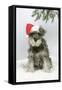 Schnauzer Puppy in Snow Wearing Hat-null-Framed Stretched Canvas