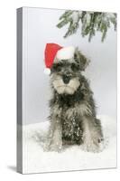 Schnauzer Puppy in Snow Wearing Hat-null-Stretched Canvas