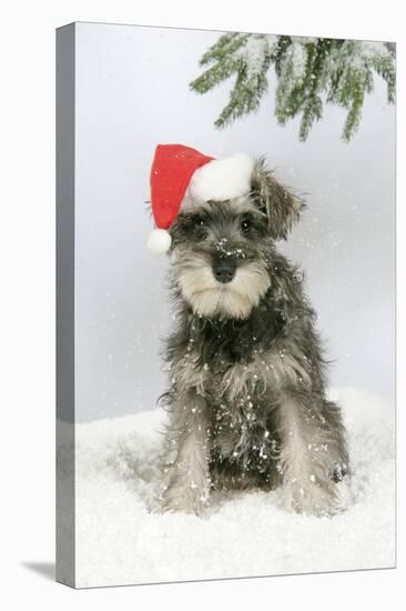 Schnauzer Puppy in Snow Wearing Hat-null-Stretched Canvas