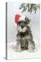 Schnauzer Puppy in Snow Wearing Hat-null-Stretched Canvas