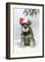 Schnauzer Puppy in Snow Wearing Hat-null-Framed Photographic Print
