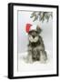 Schnauzer Puppy in Snow Wearing Hat-null-Framed Photographic Print