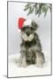 Schnauzer Puppy in Snow Wearing Hat-null-Mounted Photographic Print