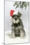 Schnauzer Puppy in Snow Wearing Hat-null-Mounted Photographic Print