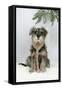 Schnauzer Puppy in Snow Wearing Scarf-null-Framed Stretched Canvas