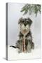 Schnauzer Puppy in Snow Wearing Scarf-null-Stretched Canvas