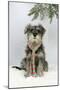 Schnauzer Puppy in Snow Wearing Scarf-null-Mounted Photographic Print