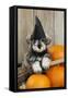 Schnauzer Puppy Looking over Broom Wearing Witches Hat-null-Framed Stretched Canvas