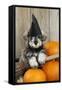 Schnauzer Puppy Looking over Broom Wearing Witches Hat-null-Framed Stretched Canvas