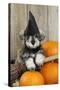 Schnauzer Puppy Looking over Broom Wearing Witches Hat-null-Stretched Canvas
