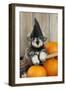 Schnauzer Puppy Looking over Broom Wearing Witches Hat-null-Framed Photographic Print