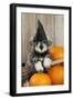 Schnauzer Puppy Looking over Broom Wearing Witches Hat-null-Framed Photographic Print