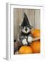 Schnauzer Puppy Looking over Broom Wearing Witches Hat-null-Framed Photographic Print