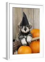 Schnauzer Puppy Looking over Broom Wearing Witches Hat-null-Framed Photographic Print