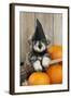 Schnauzer Puppy Looking over Broom Wearing Witches Hat-null-Framed Photographic Print