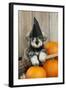 Schnauzer Puppy Looking over Broom Wearing Witches Hat-null-Framed Photographic Print