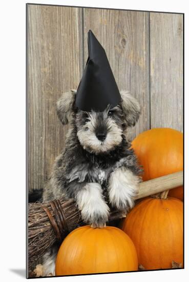 Schnauzer Puppy Looking over Broom Wearing Witches Hat-null-Mounted Photographic Print