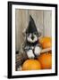 Schnauzer Puppy Looking over Broom Wearing Witches Hat-null-Framed Photographic Print
