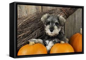 Schnauzer Puppy Sitting in Leaves with Broom-null-Framed Stretched Canvas