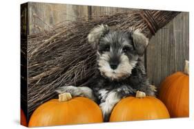 Schnauzer Puppy Sitting in Leaves with Broom-null-Stretched Canvas