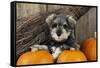 Schnauzer Puppy Sitting in Leaves with Broom-null-Framed Stretched Canvas