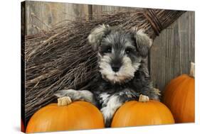 Schnauzer Puppy Sitting in Leaves with Broom-null-Stretched Canvas