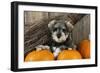 Schnauzer Puppy Sitting in Leaves with Broom-null-Framed Premium Photographic Print