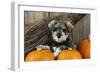 Schnauzer Puppy Sitting in Leaves with Broom-null-Framed Premium Photographic Print