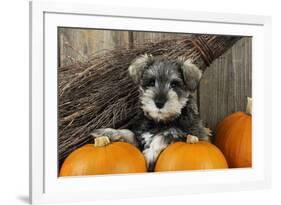 Schnauzer Puppy Sitting in Leaves with Broom-null-Framed Photographic Print