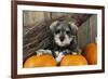 Schnauzer Puppy Sitting in Leaves with Broom-null-Framed Photographic Print