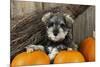 Schnauzer Puppy Sitting in Leaves with Broom-null-Mounted Photographic Print