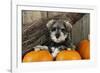 Schnauzer Puppy Sitting in Leaves with Broom-null-Framed Photographic Print