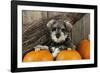 Schnauzer Puppy Sitting in Leaves with Broom-null-Framed Photographic Print