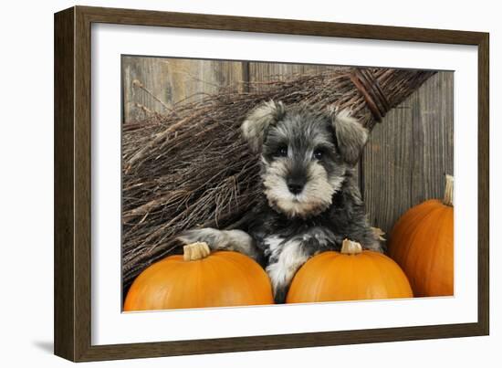 Schnauzer Puppy Sitting in Leaves with Broom-null-Framed Photographic Print