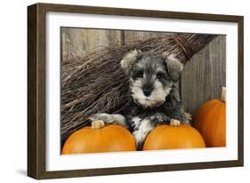 Schnauzer Puppy Sitting in Leaves with Broom-null-Framed Photographic Print