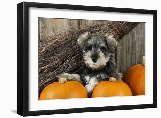 Schnauzer Puppy Sitting in Leaves with Broom-null-Framed Photographic Print