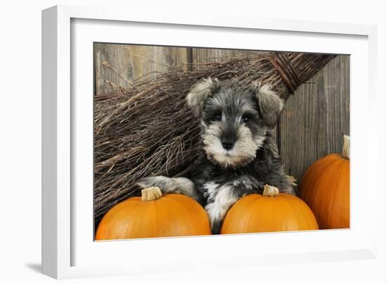 Schnauzer Puppy Sitting in Leaves with Broom-null-Framed Photographic Print