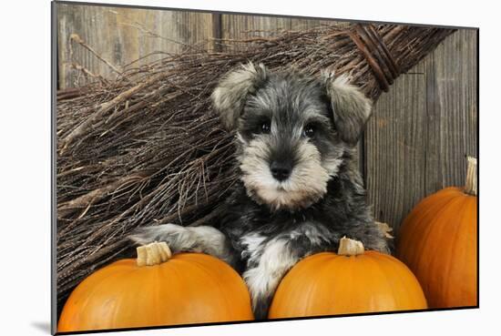 Schnauzer Puppy Sitting in Leaves with Broom-null-Mounted Photographic Print