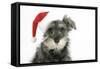 Schnauzer Puppy Wearing a Christmas Hat-null-Framed Stretched Canvas