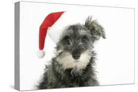 Schnauzer Puppy Wearing a Christmas Hat-null-Stretched Canvas